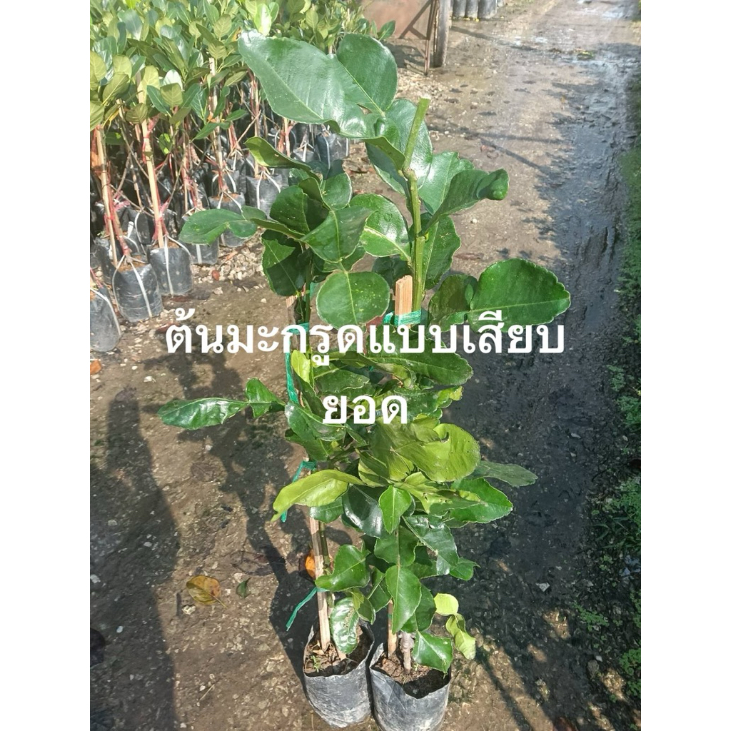 ต้นมะกรูดแบบเสียบยอด ( Kaffir Lime Grafting หรือ Grafted Kaffir Lime Tree)