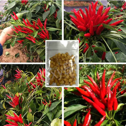 Chaotian pepper seed seedlings millet spicy seeds fascicled pepper finger Tianjiao small red pepper 