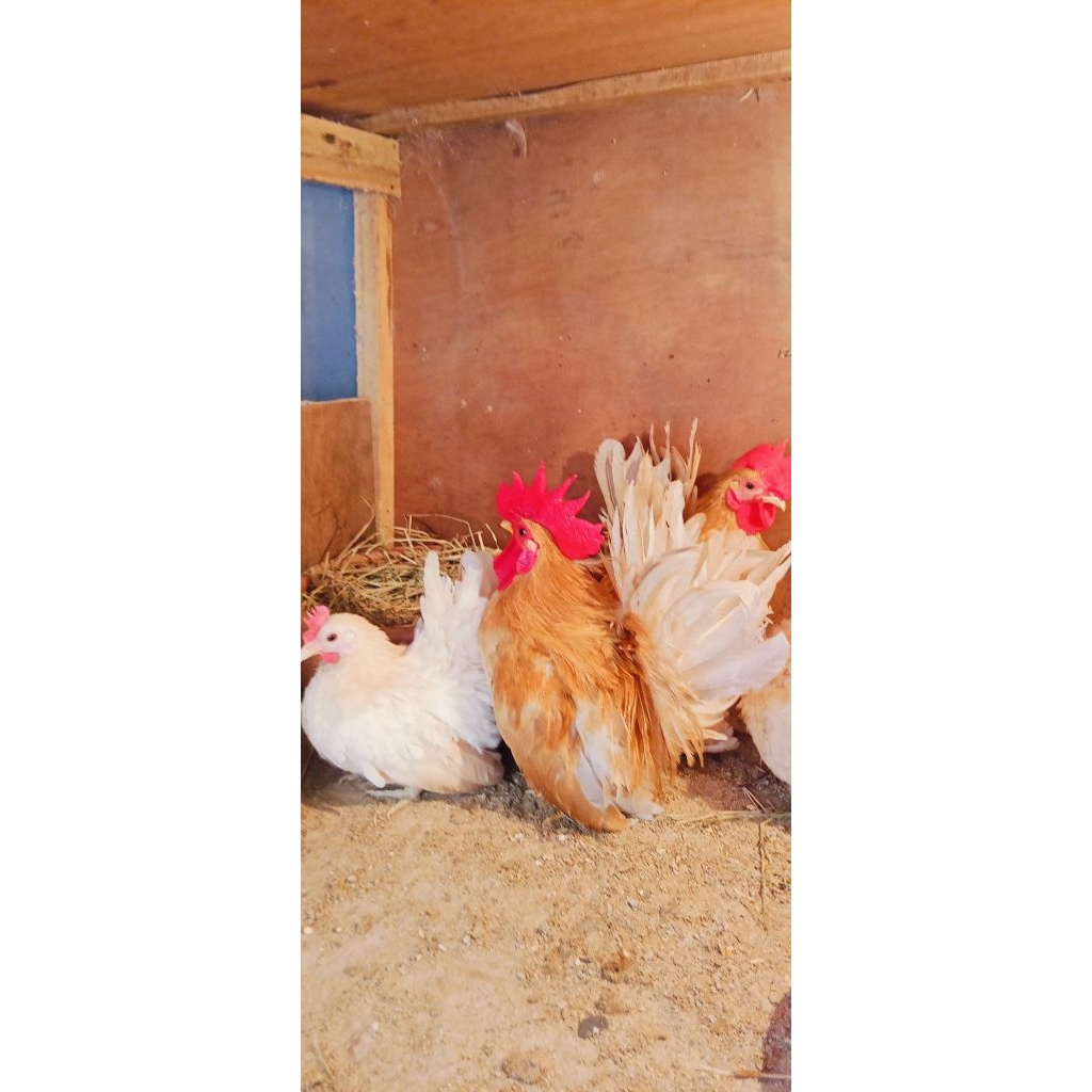 ไข่ไก่แจ้ลุ้นเชื้อสีกระแดงขาสั้น1ชุด5ฟอง