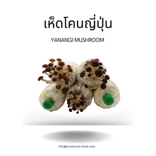 ก้อนเห็ดเพาะเลี้ยงเองDIY By คุณเอง