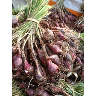 ว่านจอด ว่านหอมแดง 10 หัว 35 บาท ส่งแบบหัว ใช้ต้มดื่มแก้ผิดส…