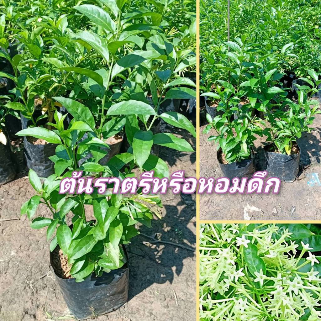 ต้นดอกราตรีหรือต้นหอมดึก ยิ่งดึกยิ่งหอม สูง 40-70 ซม.