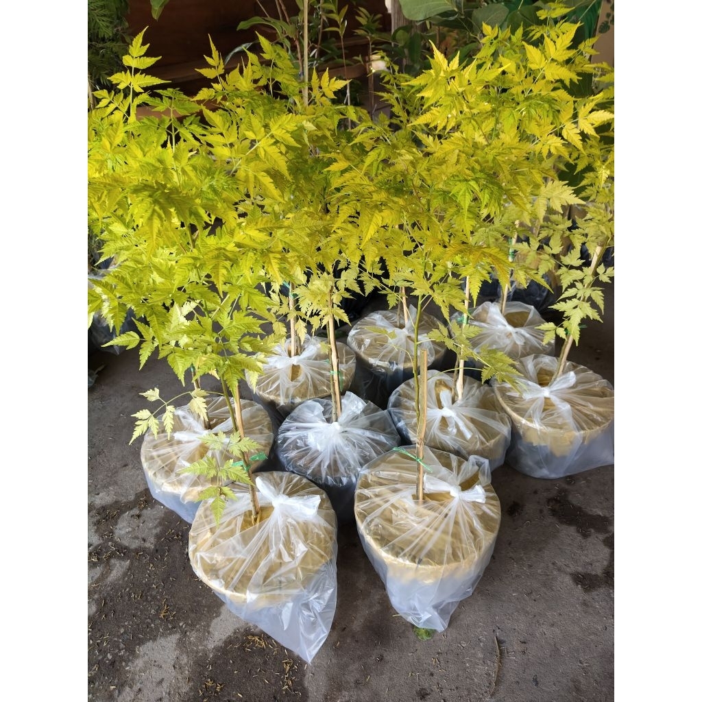 ต้นเกษมณีสีทอง ขนาด40-60ซม.