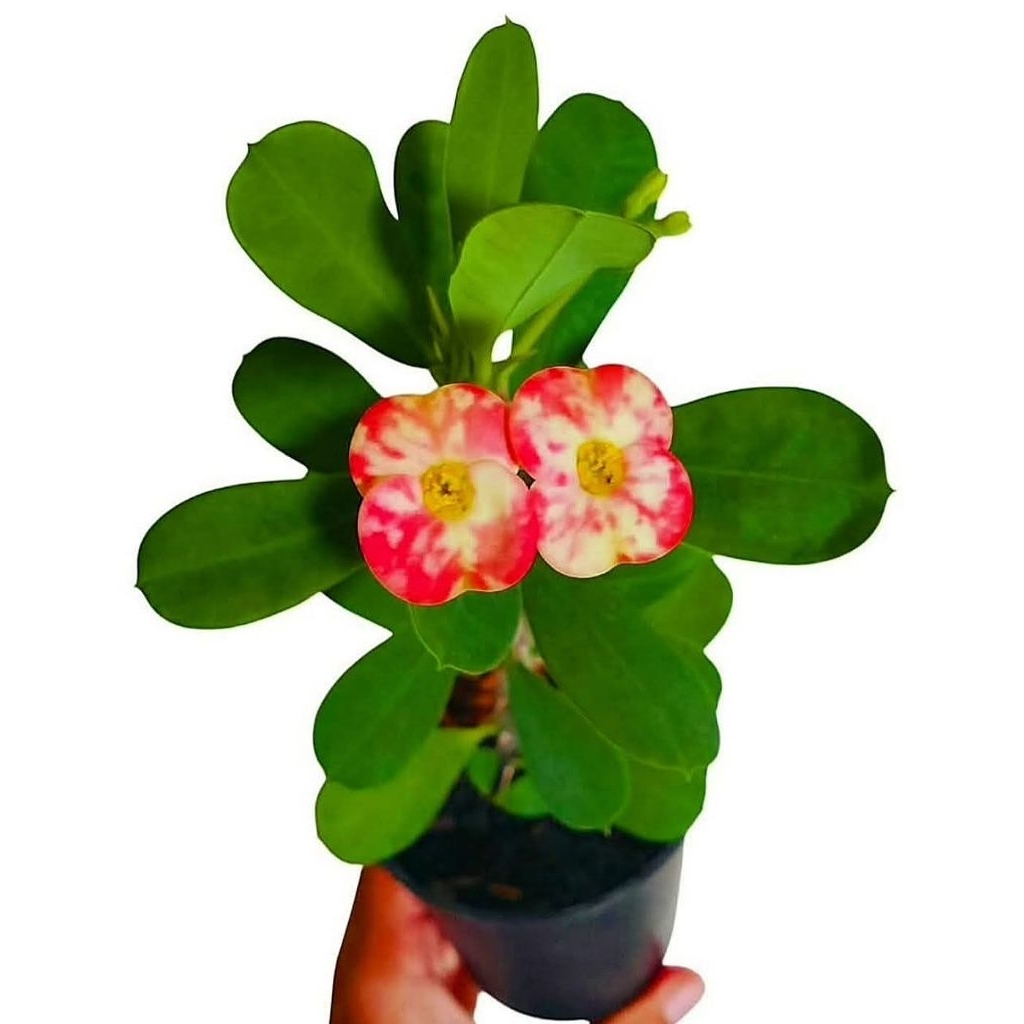 โป๊ยเซียนเเคระ / ชมพูโอโรส ติดดอก