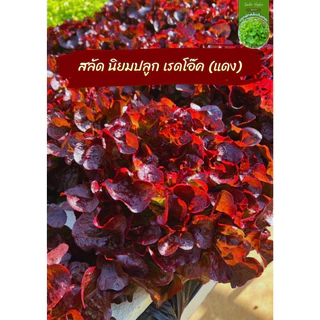 เรดโอ๊ค เมล็ดผัก ตระกูล สีแดง เมล็ดพันธุ์ภายในปี รับประกันอัตราการงอก สายพันธุ์ดี