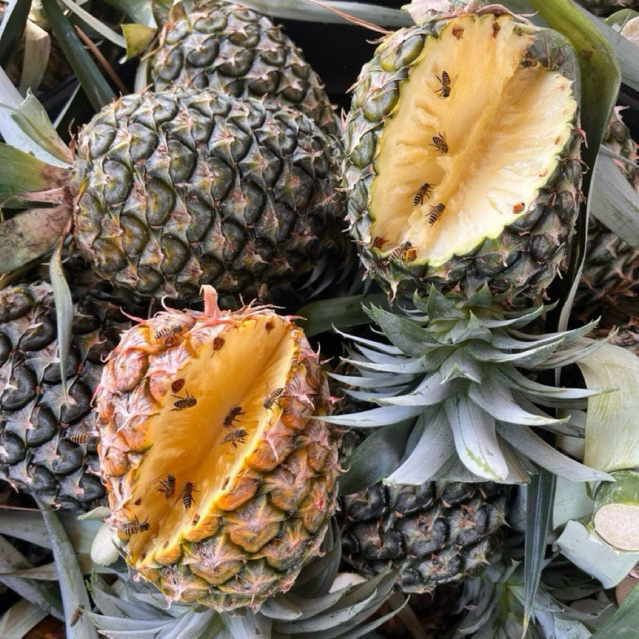 สับปะรดลูกเล็กบ้านไร่อุทัยธานีท็อปป๊อปสับปะรดหวานฉ่ำ