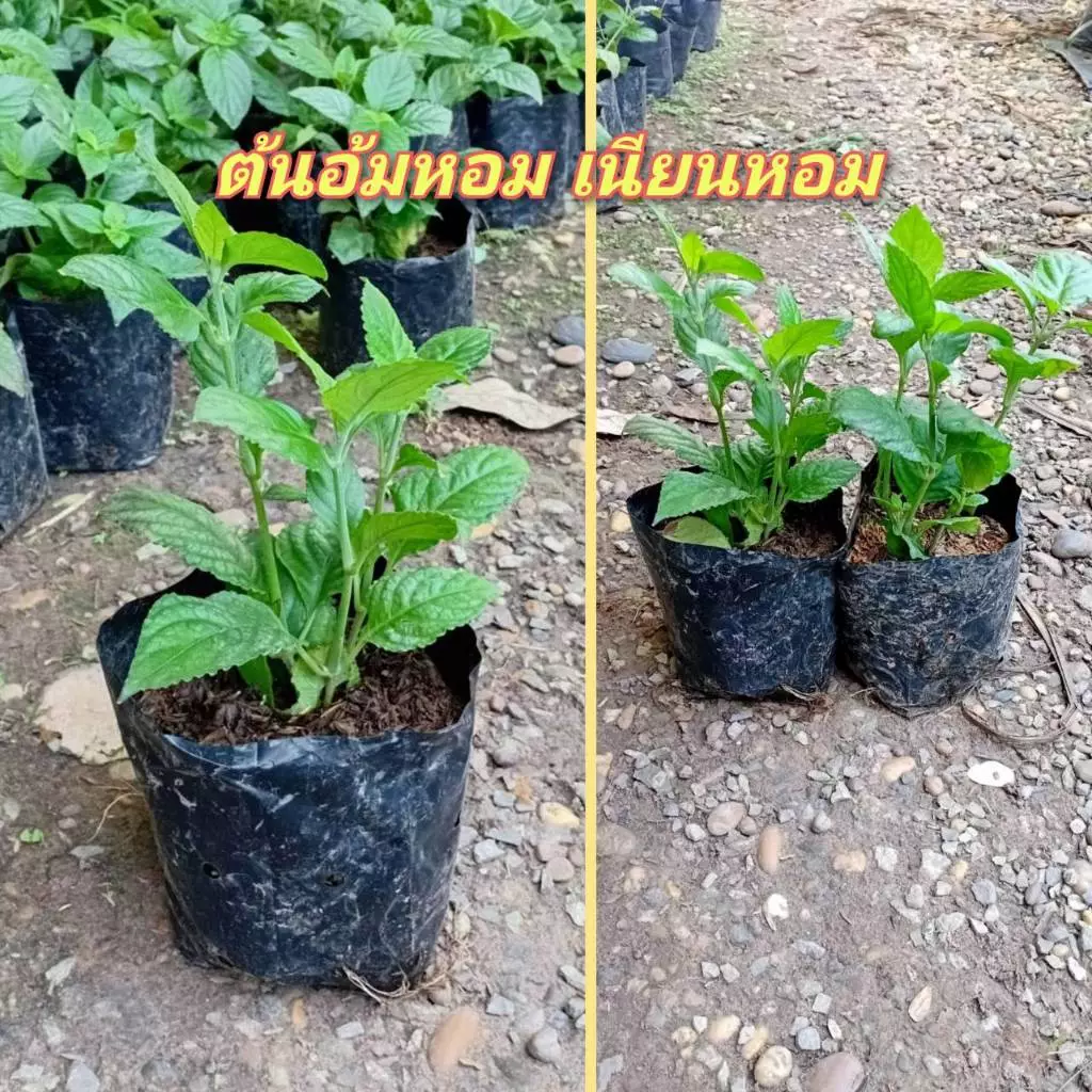ต้นเนียมหอม สมุนไพรไทยแข็งแรงพร้อมปลูก