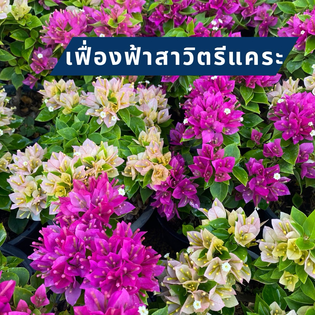เฟื่องฟ้าสาวิตรี เฟื่องฟ้าแคระ กระถาง 4 และ 6 นิ้ว ให้เลือก 3 สี
