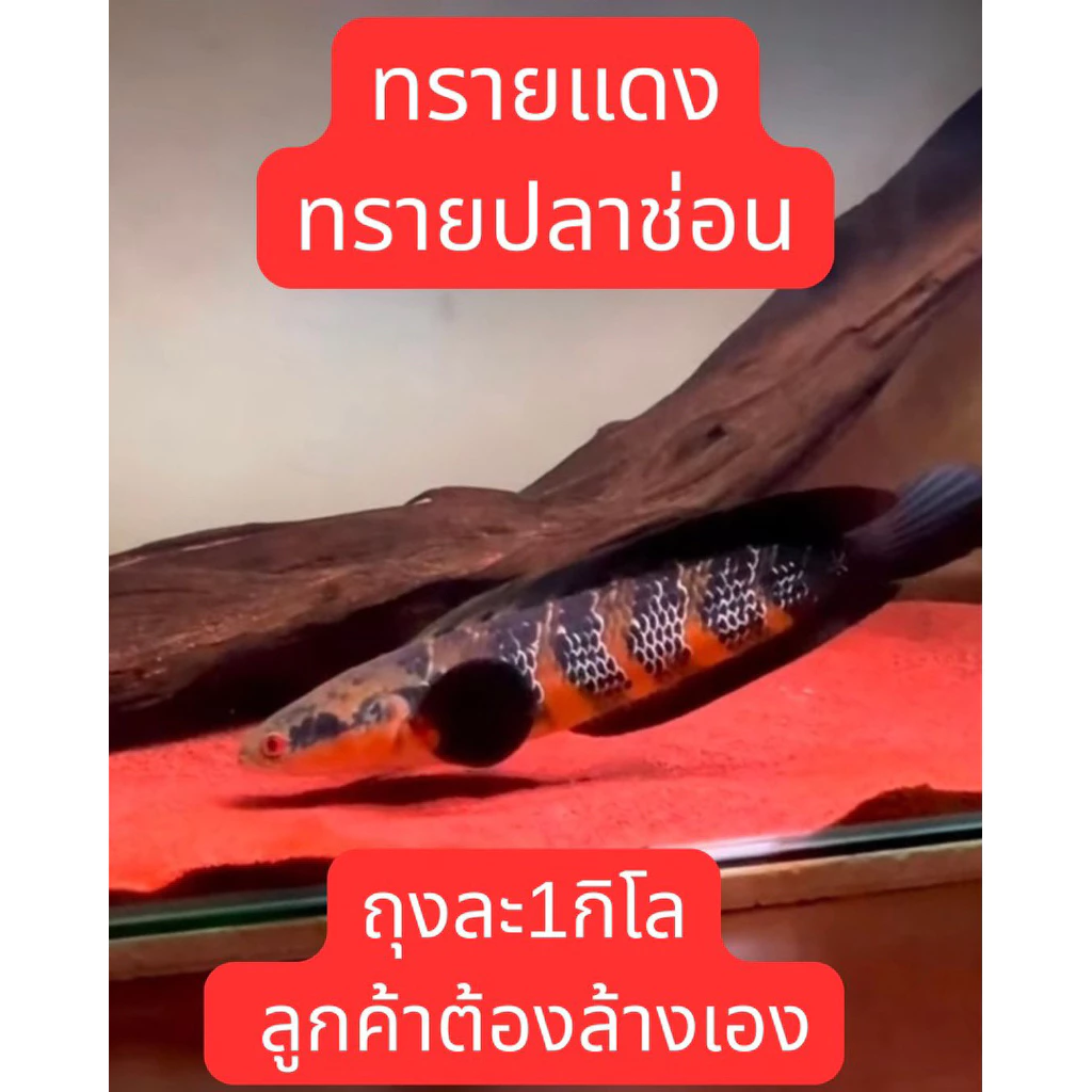 ทรายแดงจีน ถุง 1 กิโล ทรายปลาช่อน ไซส์เม็ด0.5-1มิล ต้องล้าง8-10น้ำก่อนนำไปใช้ แบ่งจากถุงกระสอบ5 กิโล