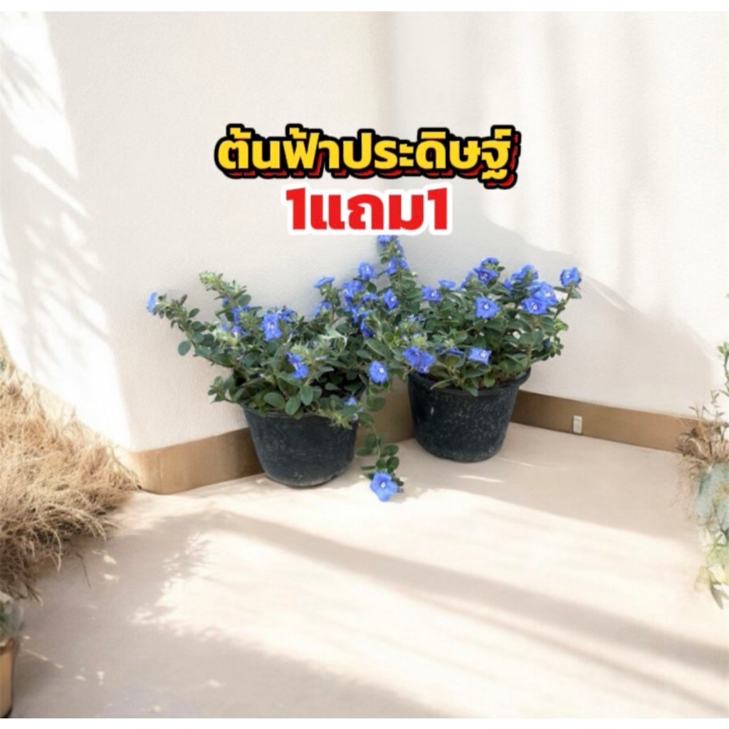 ต้นฟ้าประดิษฐ์ 1แถม1 พร้อมกระถาง6นิ้ว