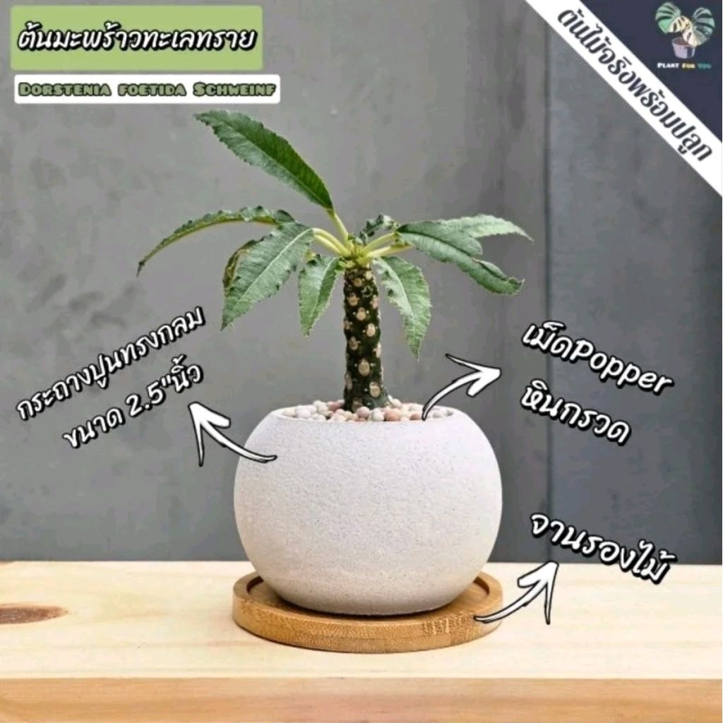 🌴ต้นมะพร้าวทะเลทราย/ลาฟรานี่ พร้อมกระถางปูน2.5"นิ้ว+จานรองไม้+หินกรวด
