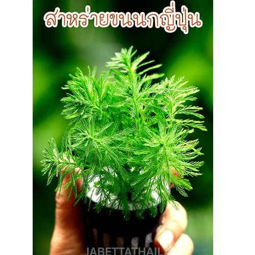 สาหร่ายขนนกญี่ปุ่น ไม้ตัดสด ต้นไม้น้ำแต่งตู้ปลา และอ่างปลาสวยงาม จำนวน 1 กระถาง
