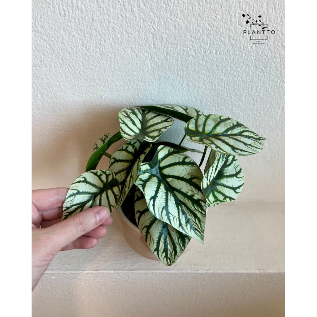 ต้นไม้ปลอม Alocasia Silver กระถางดินเผากว้าง 11 cm สูงรวม 20 cm - รูปที่ 2