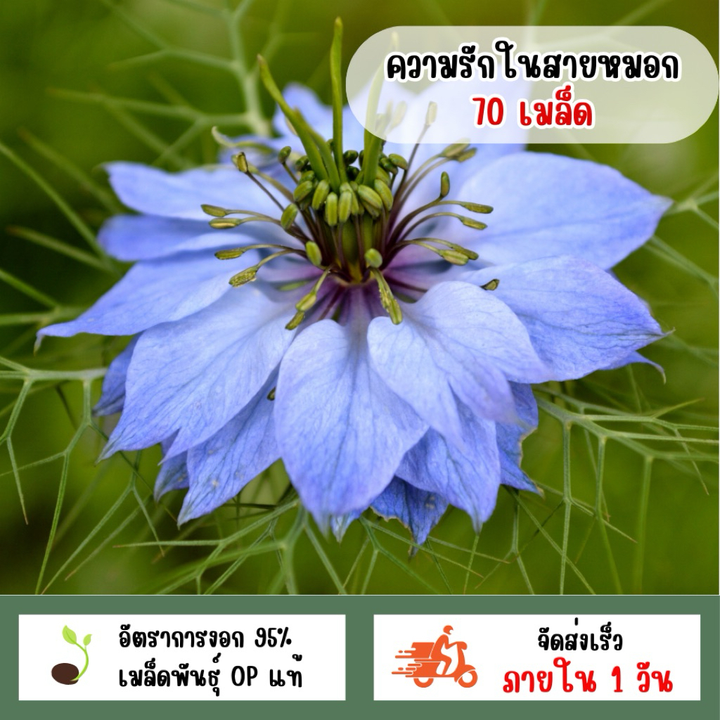 ความรักในสายหมอก 70 เมล็ด