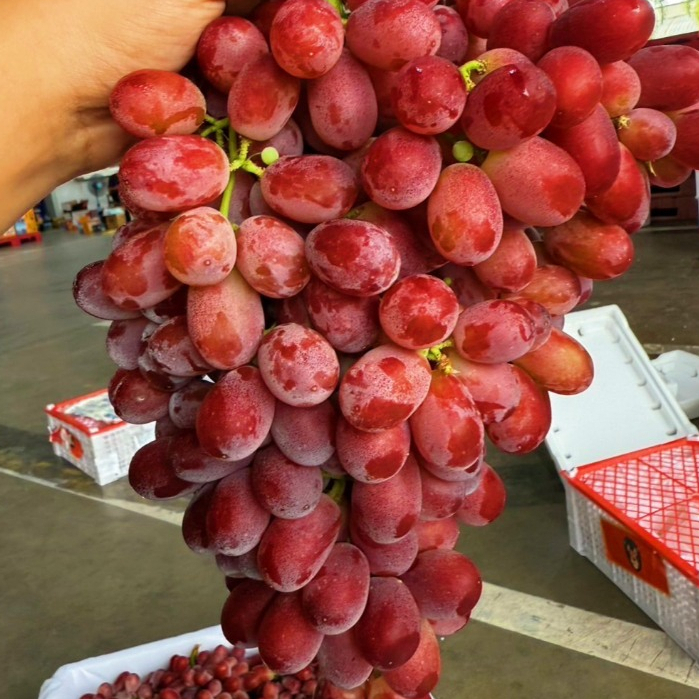 ส่งด่วน🍇 องุ่นแดงไร้เม็ด ออสเตียเลีย 1กิโลกรัม คัดพรีเมี่ยม(การันตรีหวานมาก)