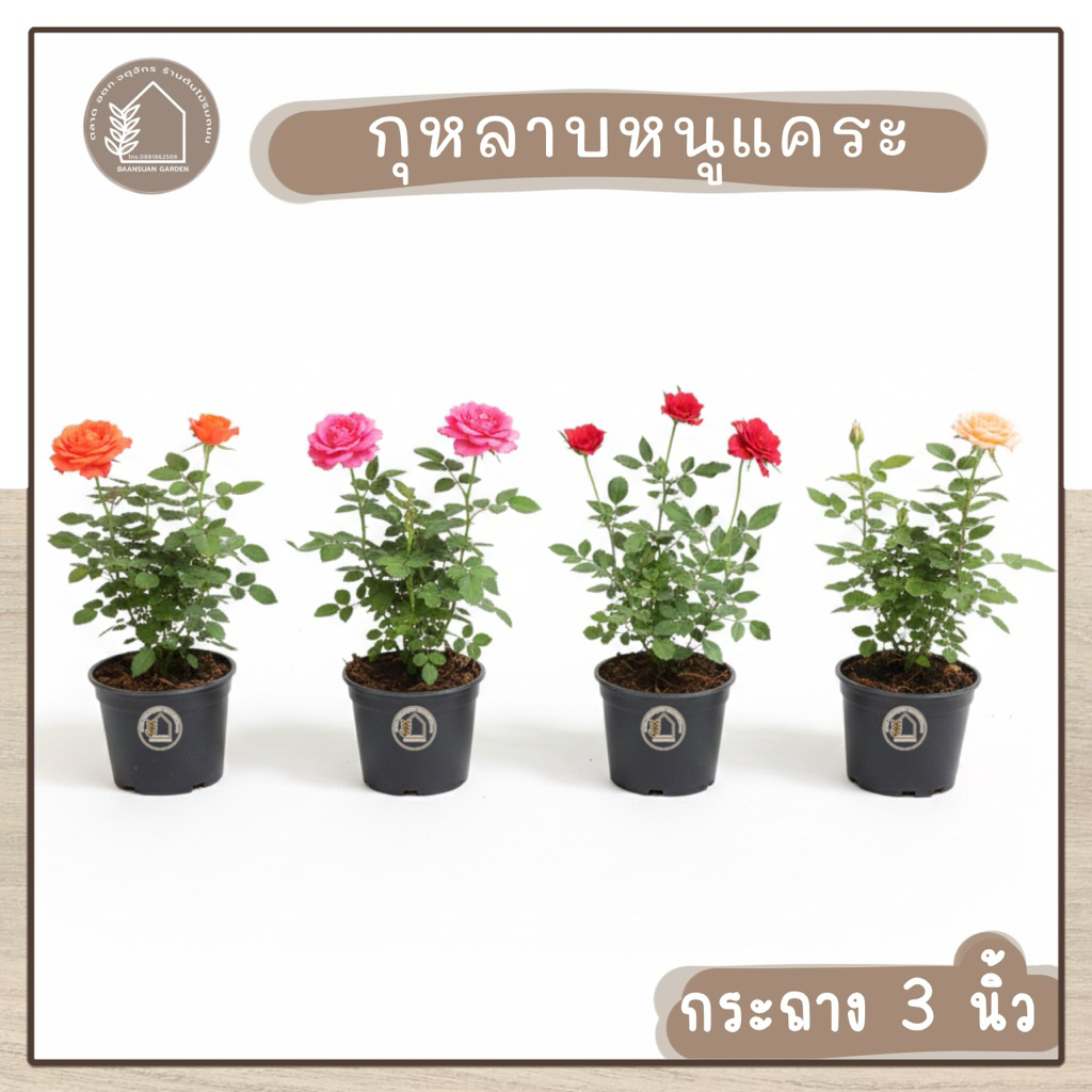 กุหลาบหนู กุหลาบแคระ ไม้ดอก กระถาง 3 นิ้ว คละสี