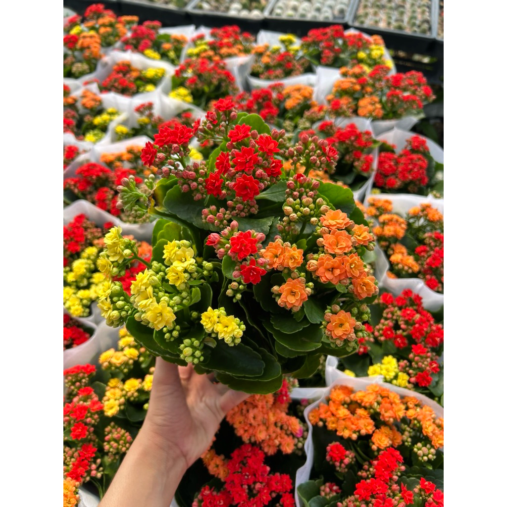 25/5/26กุหลาบหินไม้อวบน้ำ ดอกซ้อน กระถาง5.5-6 นิ้วฟร์อมใหญ่กอ2-3ต้น
