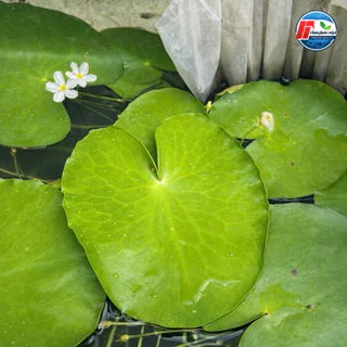 บัวบาพรีเมียม: ดอกบัวจิ๋วคัดพิเศษ ขนาดใหญ่เท่าฝ่ามือ!