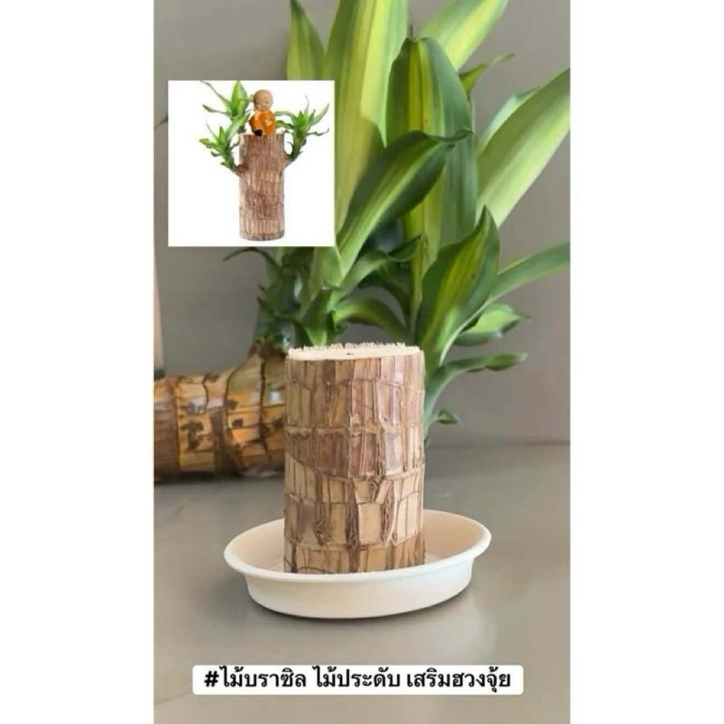ไม้บราชิล 1 แถม 1 เสริมฮวงจุ้ยให้บ้าน หรือสำหรับการตกแต่งและใช้งานในบ้าน แบบดั้งเดิม