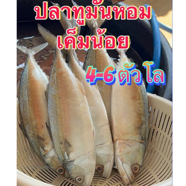 ปลาทูมันหอมเค็มน้อย4-6ตัวโล(กดเลือกน้ำหนักเอง)ขายดีมากทำใหม่วันต่อวัน มีปลายทาง