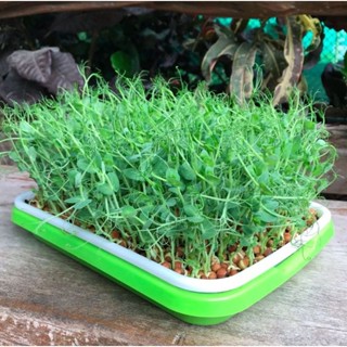 เมล็ดต้นโต้วเหมี่ยว (ต้นอ่อนถั่วลันเตา) 20 กรัม