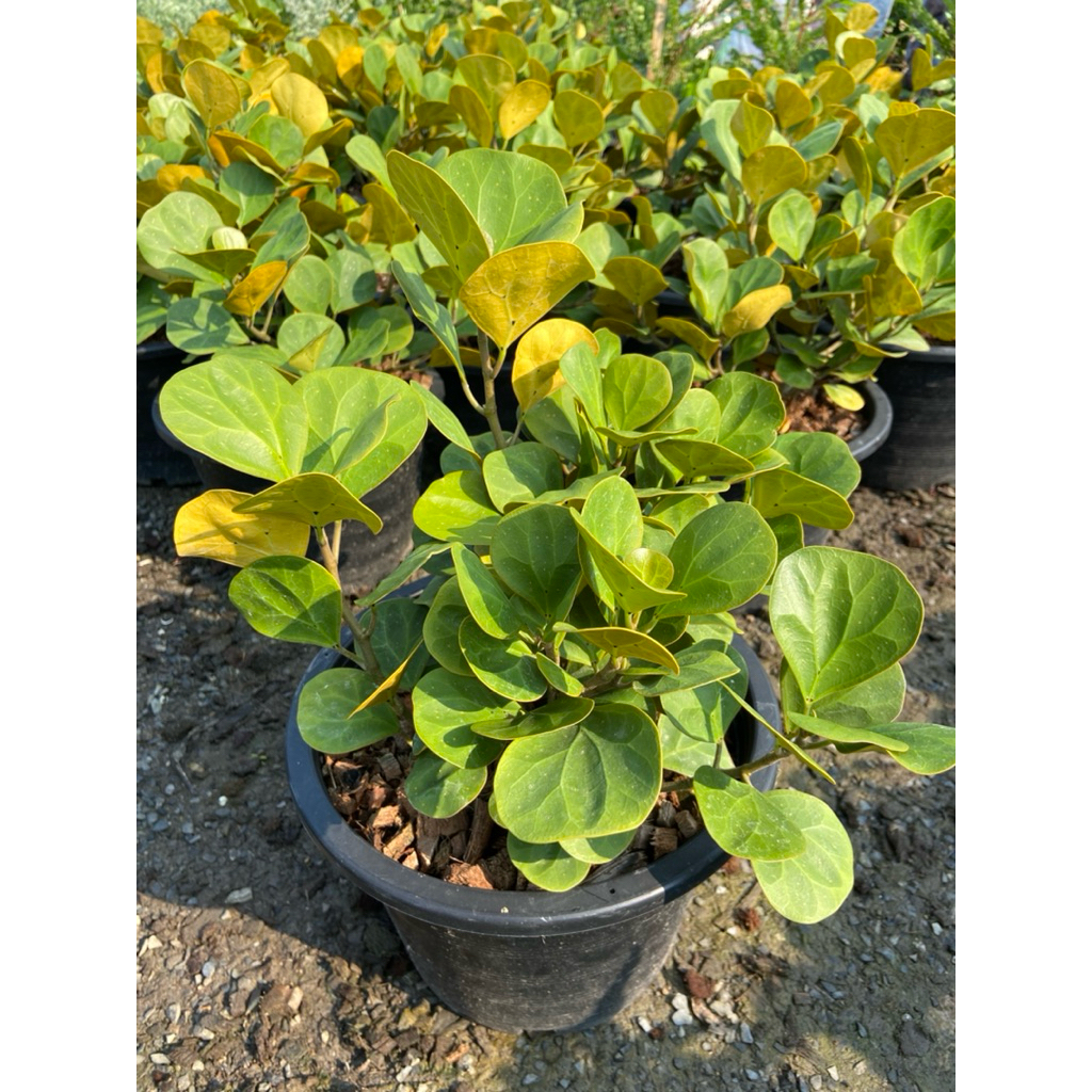 ต้นสาริกาลิ้นทองจักรพรรดิ์ ไม้มงคล ใบกลมสีทองสวยๆ ต้นแข็งแรง พร้อมปลูก ( กระถาง 11 นิ้ว)