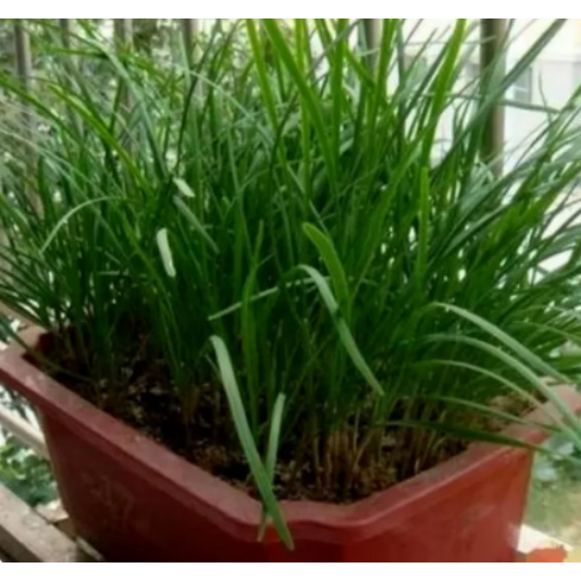 Leek seeds Purple root leek, white root leek seeds/balcony garden planting potted vegetable seeds