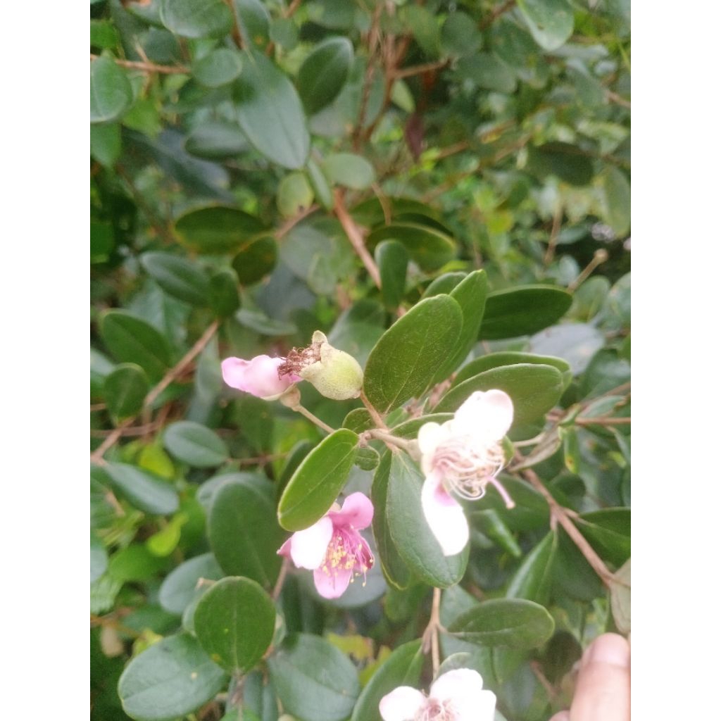 💥🌟✨🌱ต้นโท๊ะ..✨🌹( 🌟ไซส์.L.✨).ดอกสวย🌺ผลทานได้🍓🥝👍.ราคาถูกที่สุด.👍✨🙏