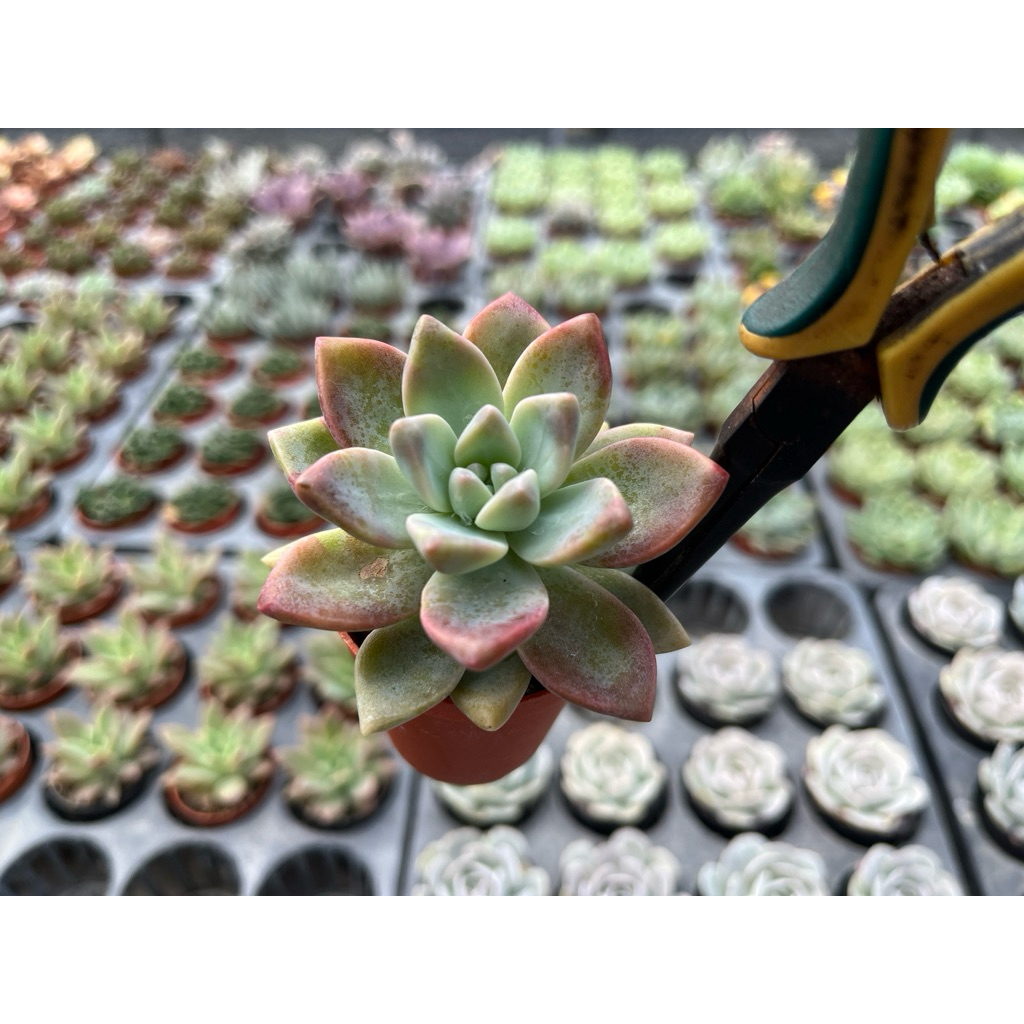 อิชิเวอเรีย. แกร็ปโตทีพาลัม โกลด์  พิ้ง