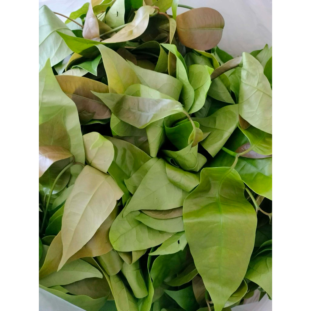 ผักเหลียงสด ใบเหลียง เก็บใหม่ทุกวัน 🌱ส่งตรงจากสวน ใบเหลียงออแกนิค 500 กรัม ปลอดสารพิษ 100% ส่งไว จากชุมพร