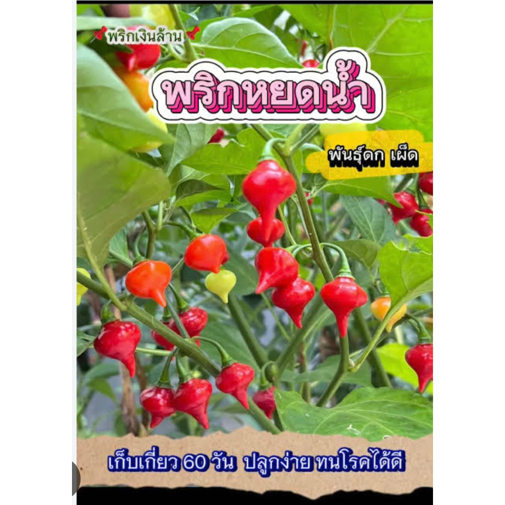 เมล็ดพริกหยดน้ำ ชุดทดลอง