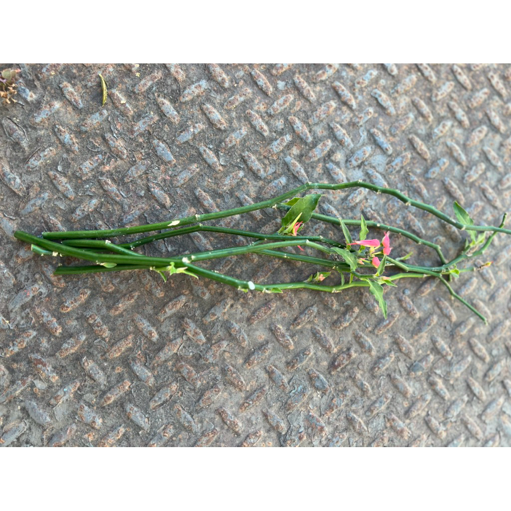 นกน้อยนำโชค จำหน่ายกิ่งตัดสด เซ็ต 5 กิ่ง ไม้มงคล - รูปที่ 2