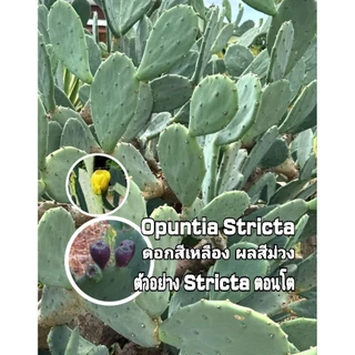 Opuntia Ficus-indica ,Stricta, Vulgaris สายพันธุ์กินใบและผลได้ 📌โปรดอ่านรายละเอียดก่อนสั่งซื้อ