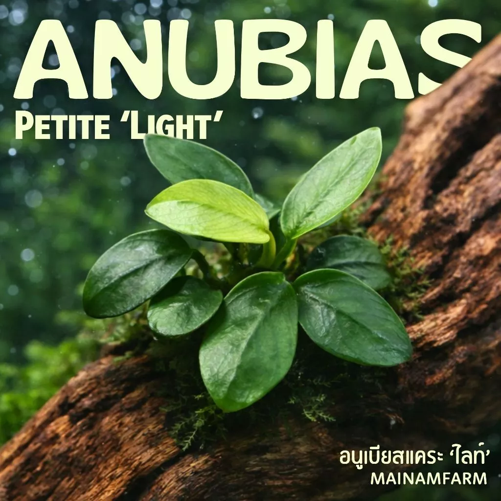 อนูเบียสแคระ 'ไลท์' (พริตตี้) ใบสีเขียวอ่อน - ANUBIAS NANA PETITE 'LIGHT' ต้นไม้น้ำ
