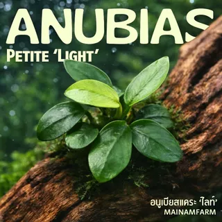 อนูเบียสแคระ 'ไลท์' (พริตตี้) ใบสีเขียวอ่อน - ANUBIAS NANA PETITE 'LIGHT' ต้นไม้น้ำ