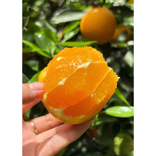 พร้อมส่ง‼️ส้มนาเวล ส้มซันคิสต์ ส้มซันควิก Navel Sunkist