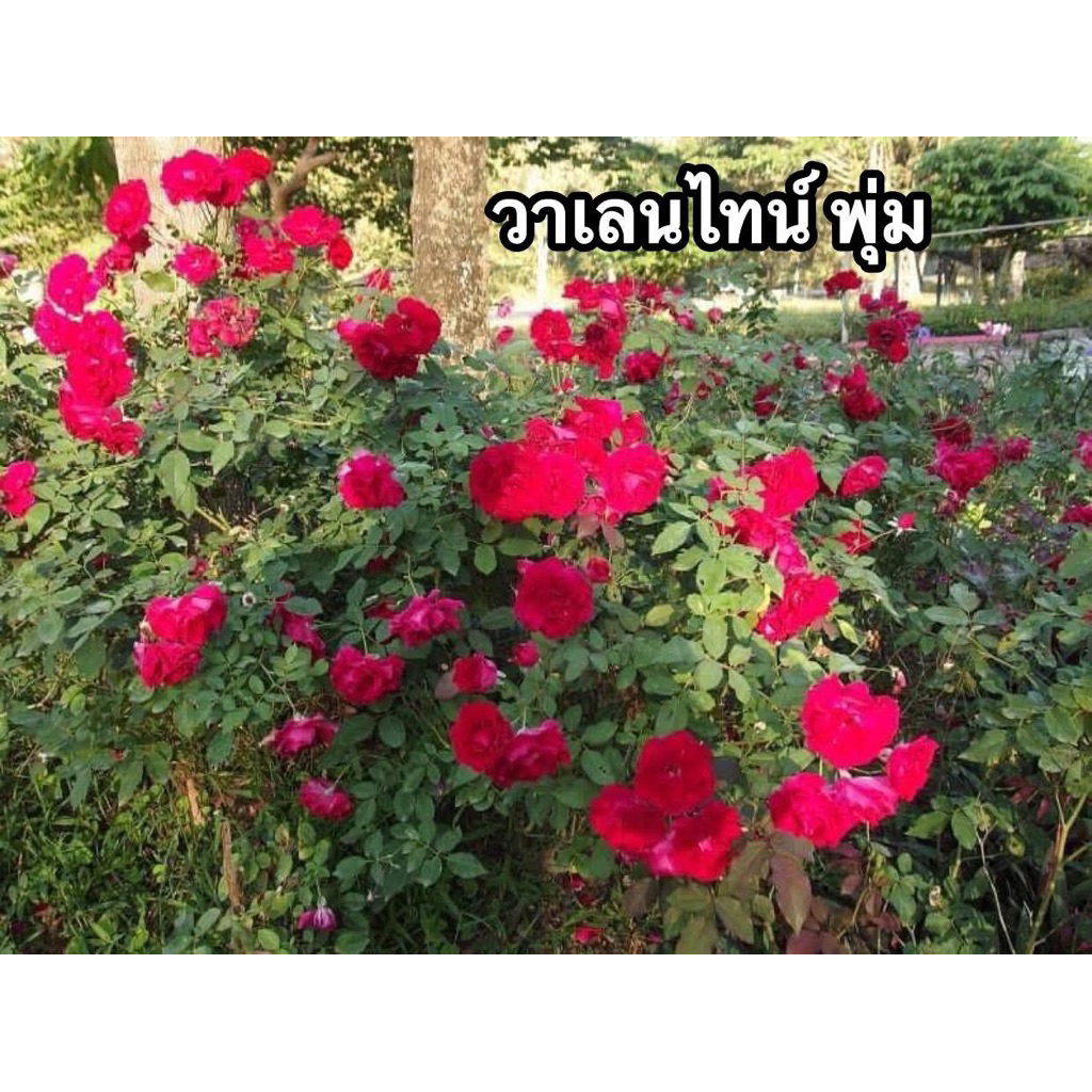 กุหลาบ-”วาเลนไทน์“ สีแดง หรือ กุหลาบเทศบาล พุ่ม ออกดอกเก่ง ทนโรค เลี้ยงง่าย