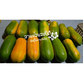 มะละกอฮอลแลนด์ เก็บสดจากสวน ปลอดสารพิษ สุกธรรมชาติ