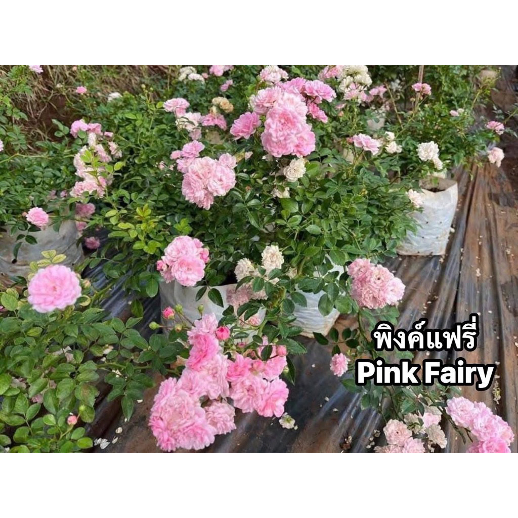 กุหลาบเลื้อย-พิงค์แฟรี่..Pink Fairy..สีชมพู ดอกเป็นพวงช่อยาว