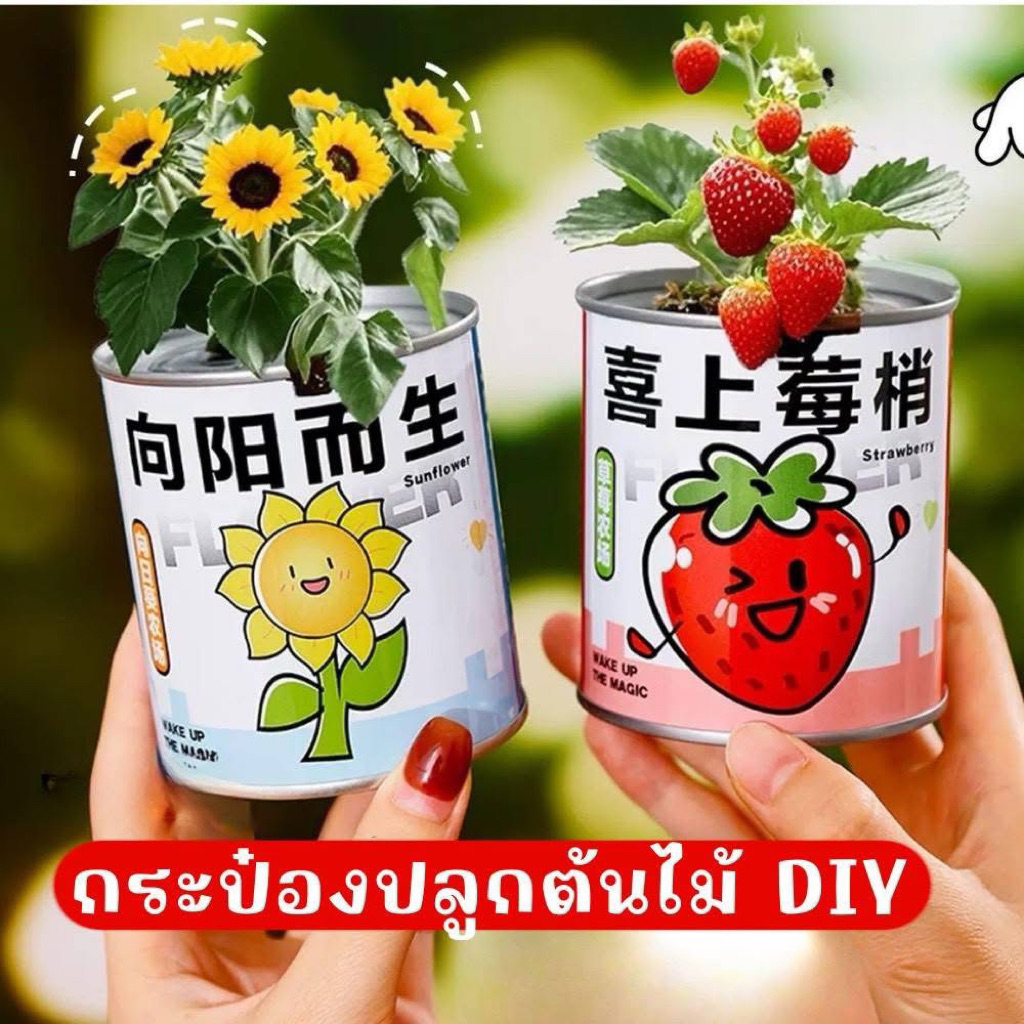 🌳🌸พร้อมส่ง🍓กระป๋องปลูกต้นไม้ DIY กิจกรรมเสริมทักษะ ต้นไม้กระป๋อง เปิดกระป๋อง=เปิดความสุข😍