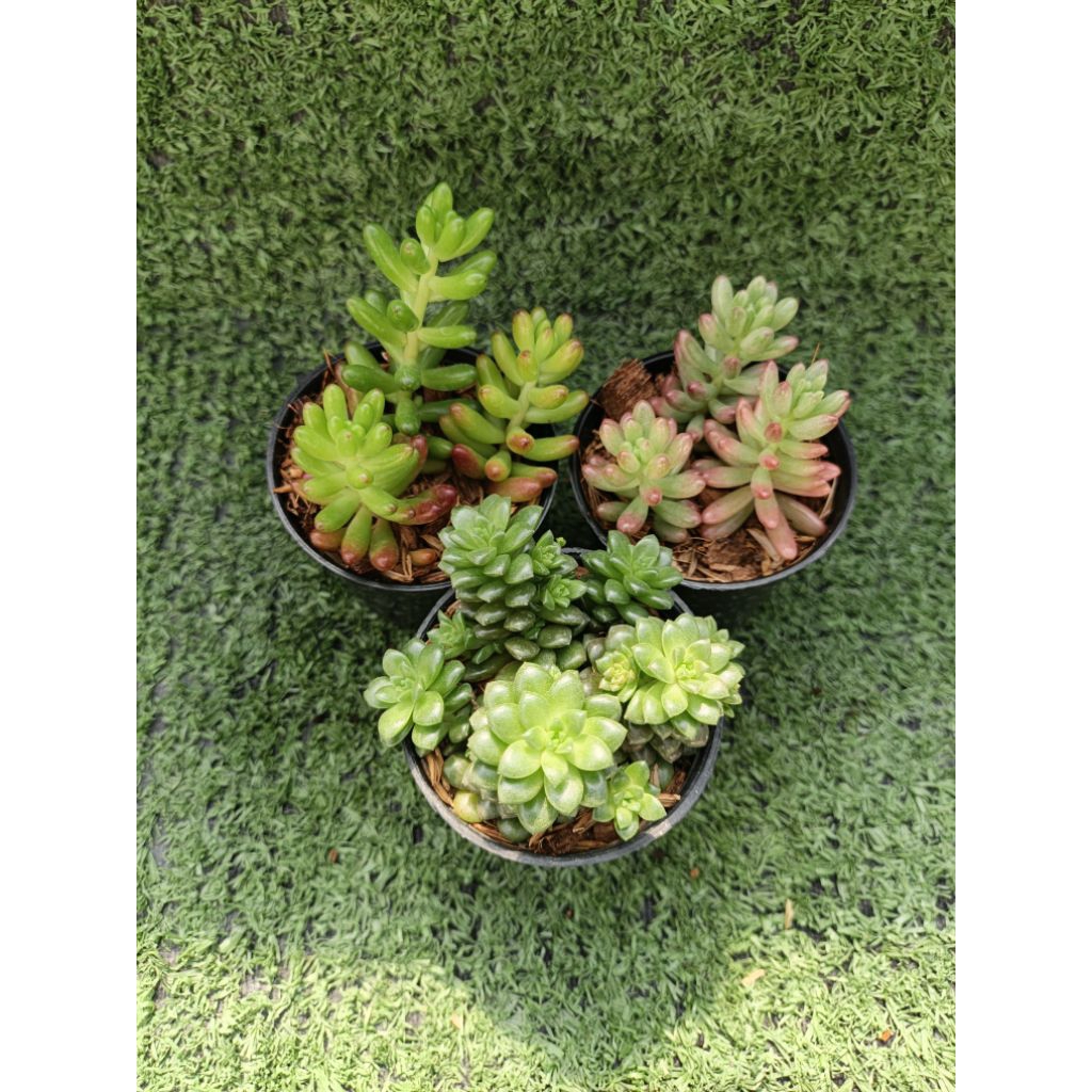 ไม้อวบน้ำ"ซีดัม" (Sedum ) ในกระถาง2"