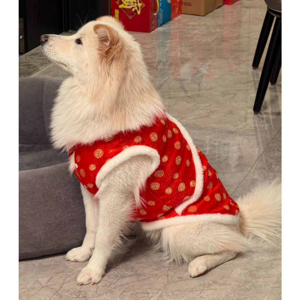 BIG DOG ชุดจีนหมาใหญ่ เสื้อและกระโปรงตรุษจีน  มีผ้าไหมมังกร ผ้าเฟอร์นุ่ม รองรับอก 38 นิ้ว พร้อมส่ง - รูปที่ 3