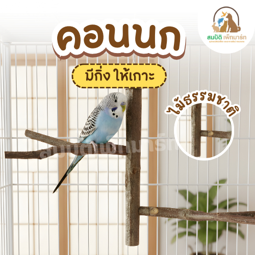 คอนนก ไม้ธรรมชาติ มีกิ่งให้เกาะ ของเล่นนกแก้ว สำหรับลับปาก ผ่อนคลาย (32x20 cm)