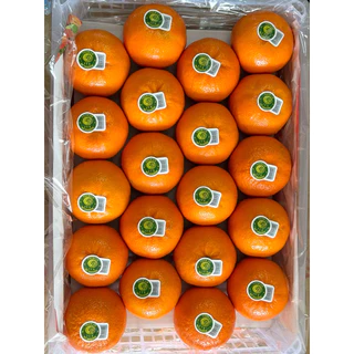 ส้มไต้หวันพรีเมียม 5 กิโล ไซด์จัมโบ้คัดทุกลูกพร้อมส่งทันที🍊 กทม.ส่งด่วนได้ค่ะ