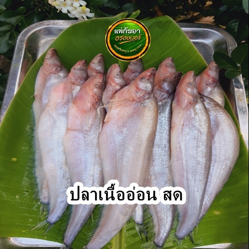 ปลาเนื้ออ่อนสด 16-20 ตัวต่อกิโล  กินอร่อย ทอด น่ำ แกง ต้มยำ เนื้อหวานตามธรรมชาติ
