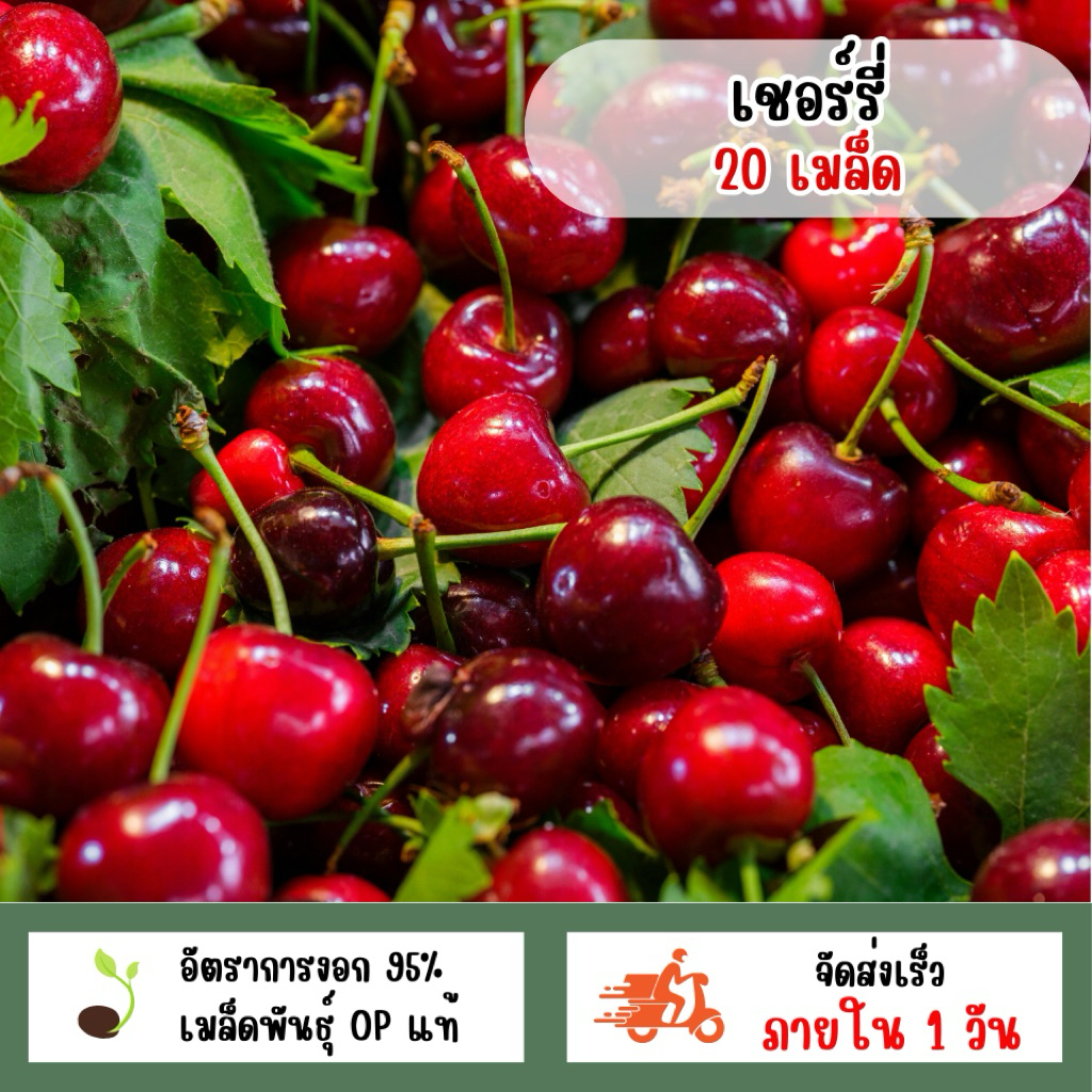 เมล็ดพันธุ์เชอรี่ 20 เมล็ด