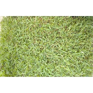 หญ้าญี่ปุ่นแท้ 1 แผ่น [แผ่นใหญ่ 50x100 cm] หญ้าใบเข็ม สวยพรีเมียม ตัดสดจากไร่ สำหรับจัดสวนสไตล์มินิมอล หญ้าจริง