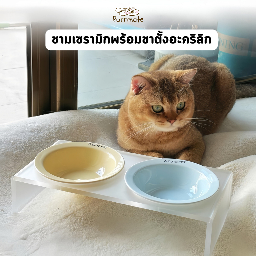 ชามอาหารแมวแบบมีฐานสูง ที่ตั้งชามอะคริลิก ชามเซรามิกสำหรับสัตว์เลี้ยง[ตัวเลือกแบบ DIY จับคู่เอง ]Stylish Raised Cat Bowl