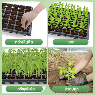 ลึกและหนาขึ้น ถาดเพาะกล้า ถาดเพาะกล้าข้าว ถาดเพาะกล้า 105 หลุม ถาดปลูกต้นไม้ 21/32/50/72/105/128/200 หลุม