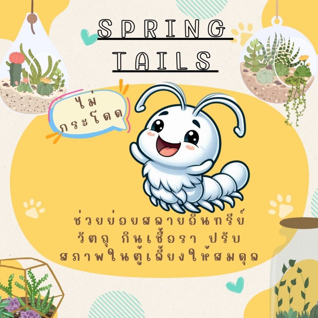 แม่บ้าน-ชุดขาว(ไม่กระโดด) กำจัดเชื้อรา [Spring-tails]